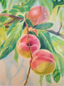 Gardner Peaches Colored Pencil