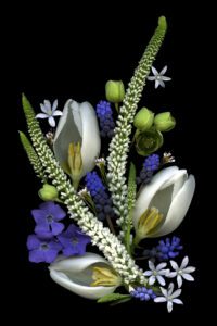 ©Donna St Amant, White Tulip Medley