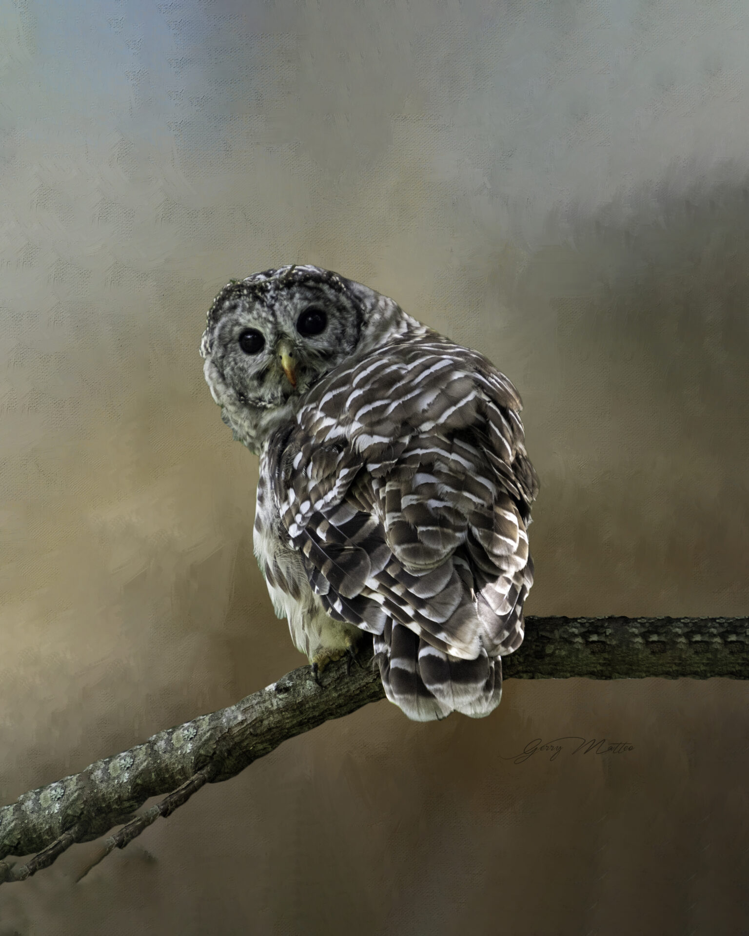 © G. Matteo, Barred Owl