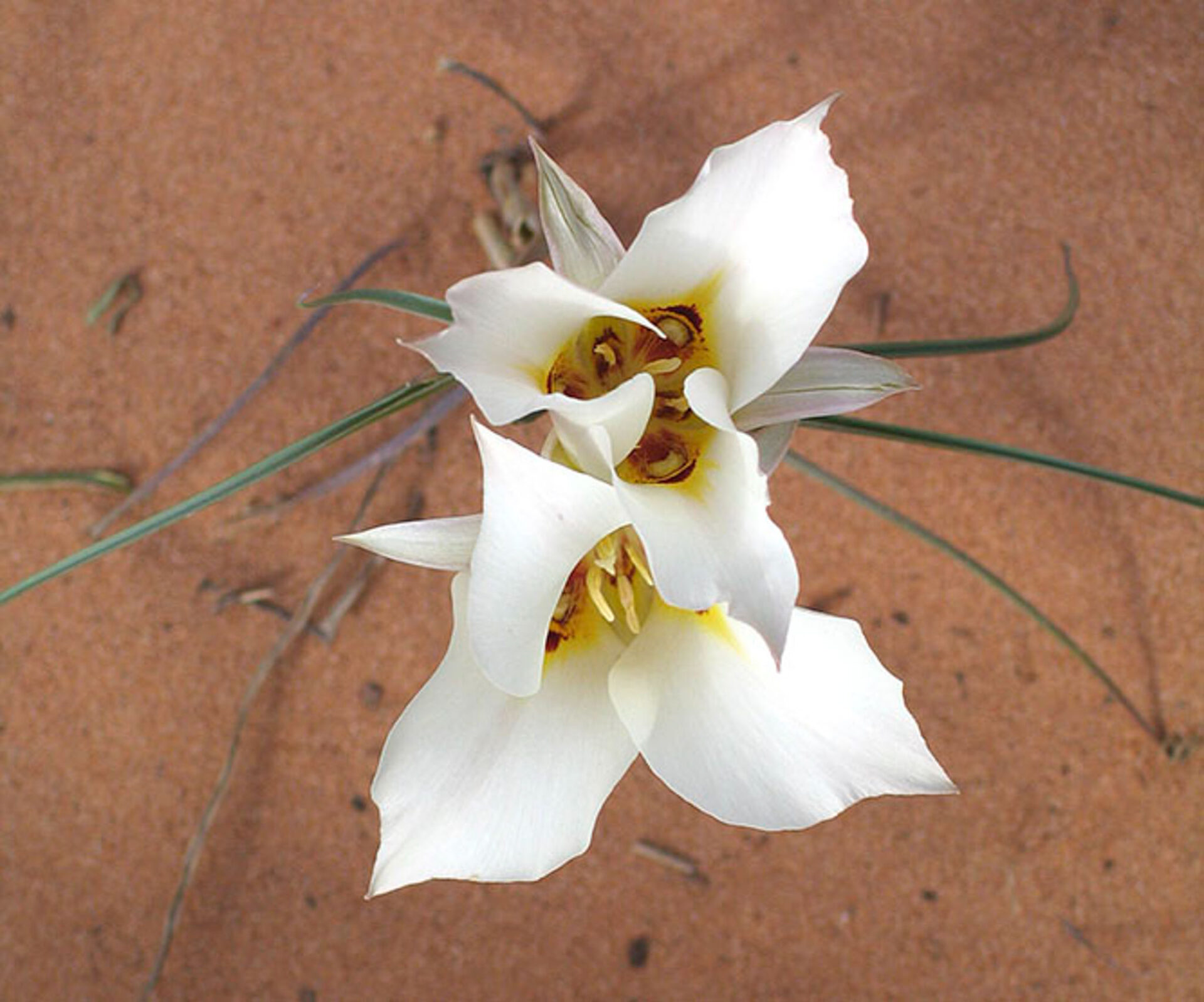 ©A. Shaw, Sego Lily