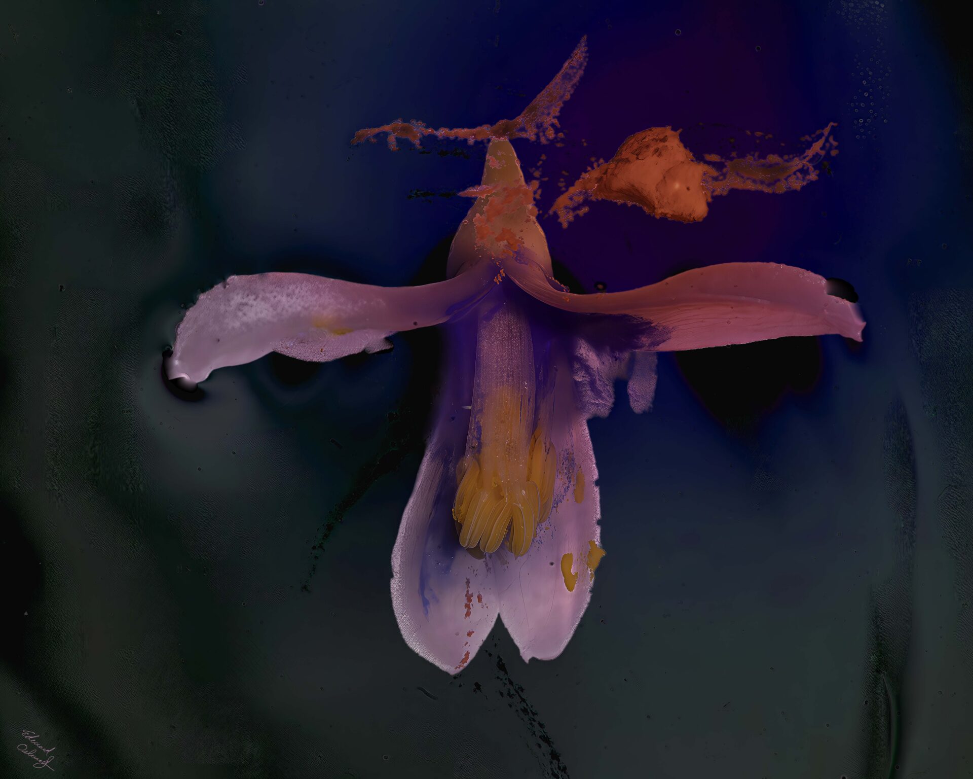 Purple and orange flower on dark background