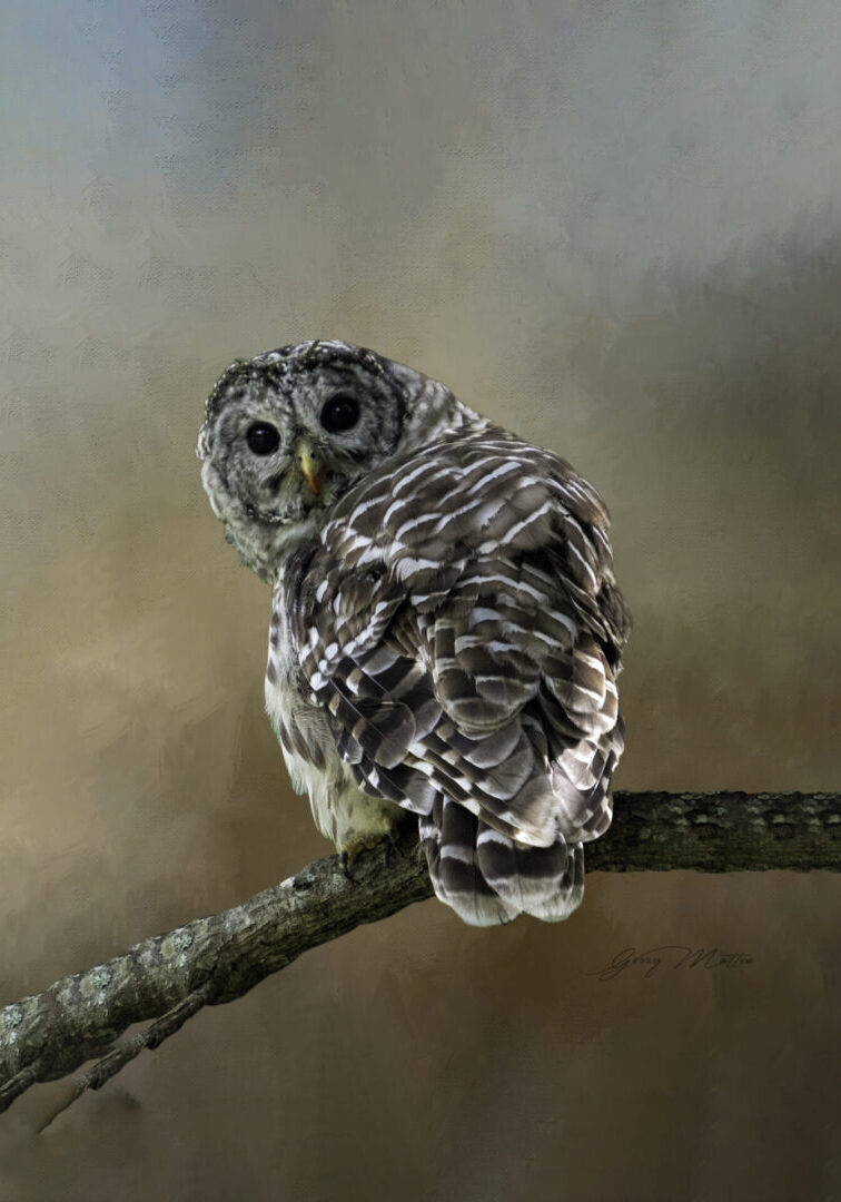 ©G.Matteo, Barred Owl